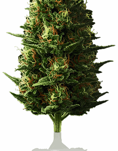Super Skunk