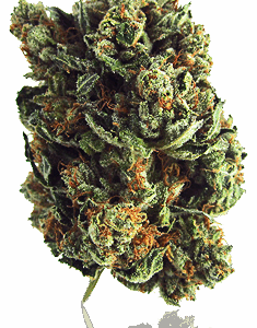 Amnesia