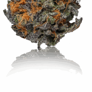 Orange Bud